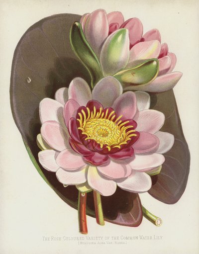 De Roze Variant van de Gewone Waterlelie, Nymphaea Alba, var Rosea door English School